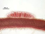 6 - Sezione longitudinale radiale a livello di un nematecio
